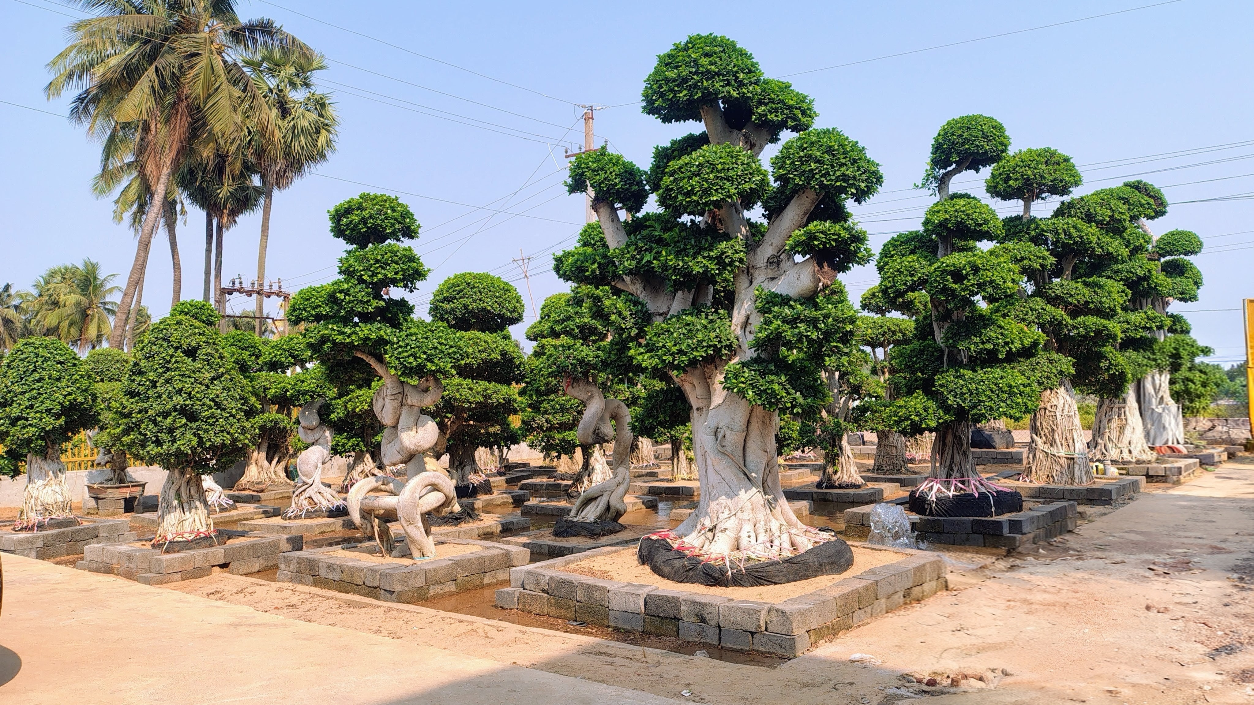 Sri Veera Hanuman Nursery