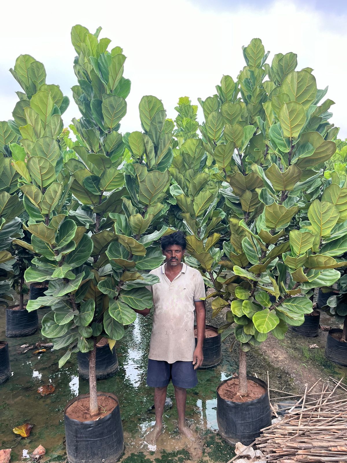 Ficus Laryta (Fiddle Leaf)