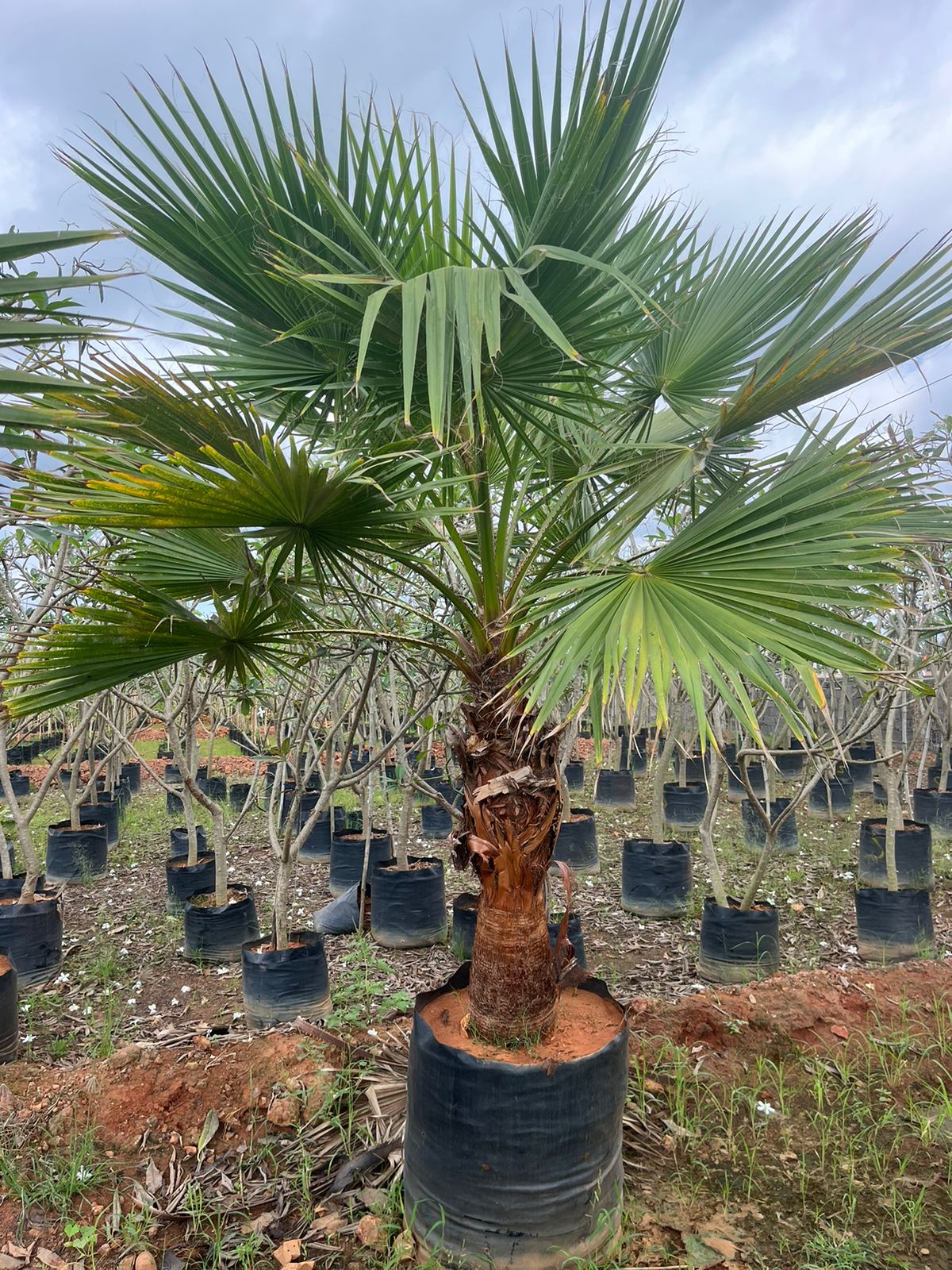 Washingtonia Filfera