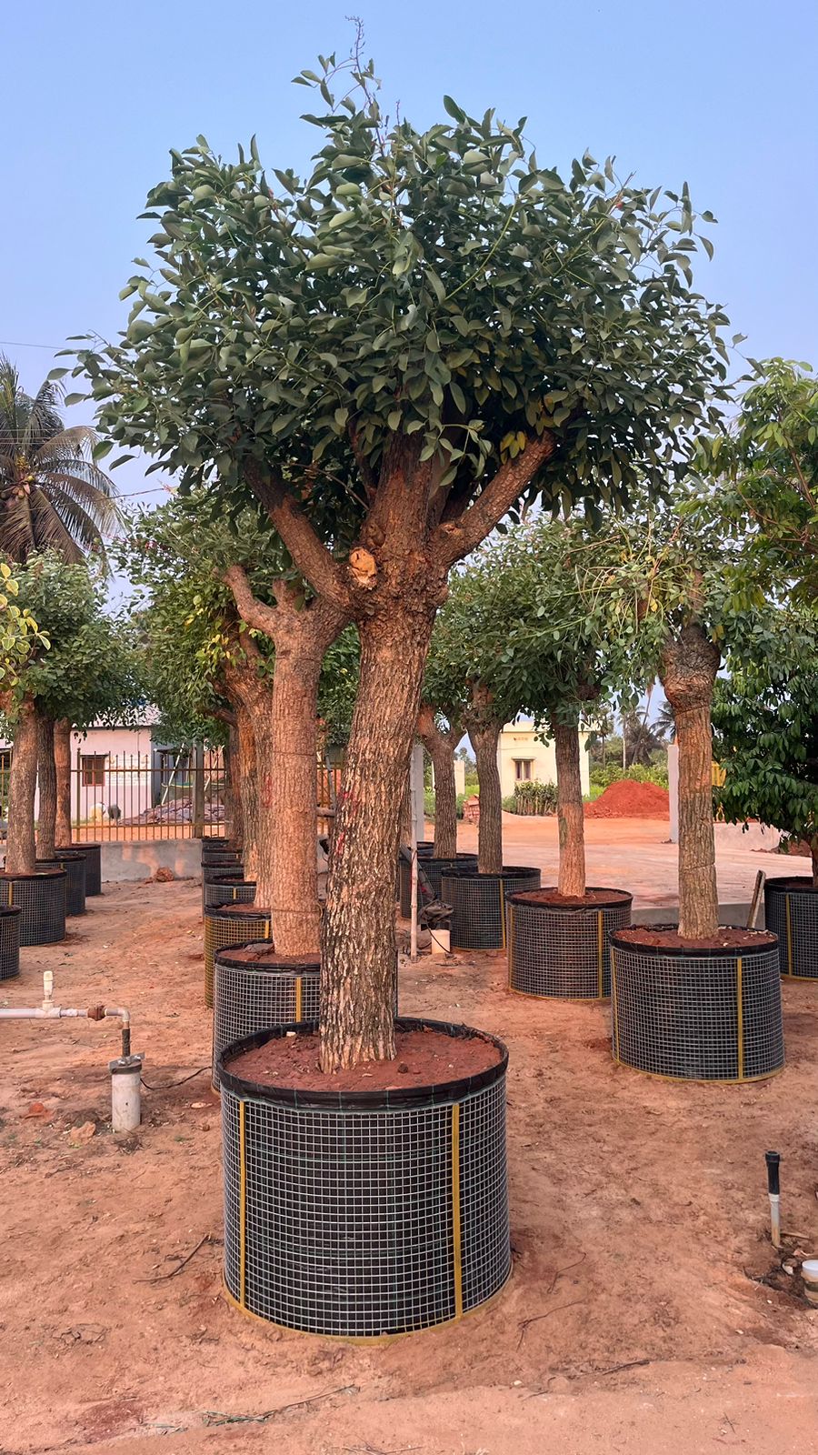 Erythrina Crista-gali