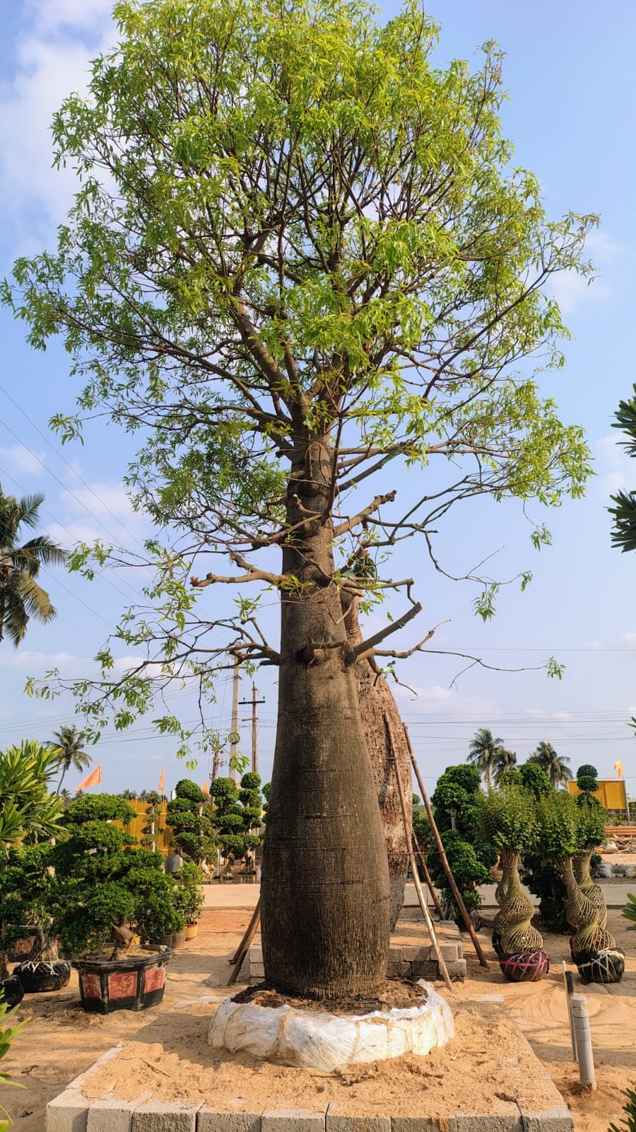 Brachytiton rupestris