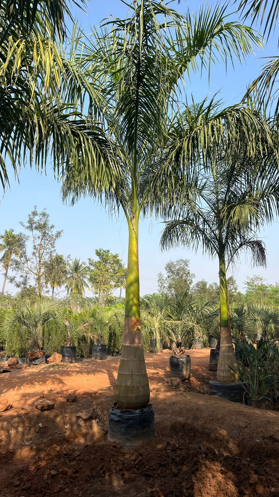 Bottle Palm (Roystenia Regia)