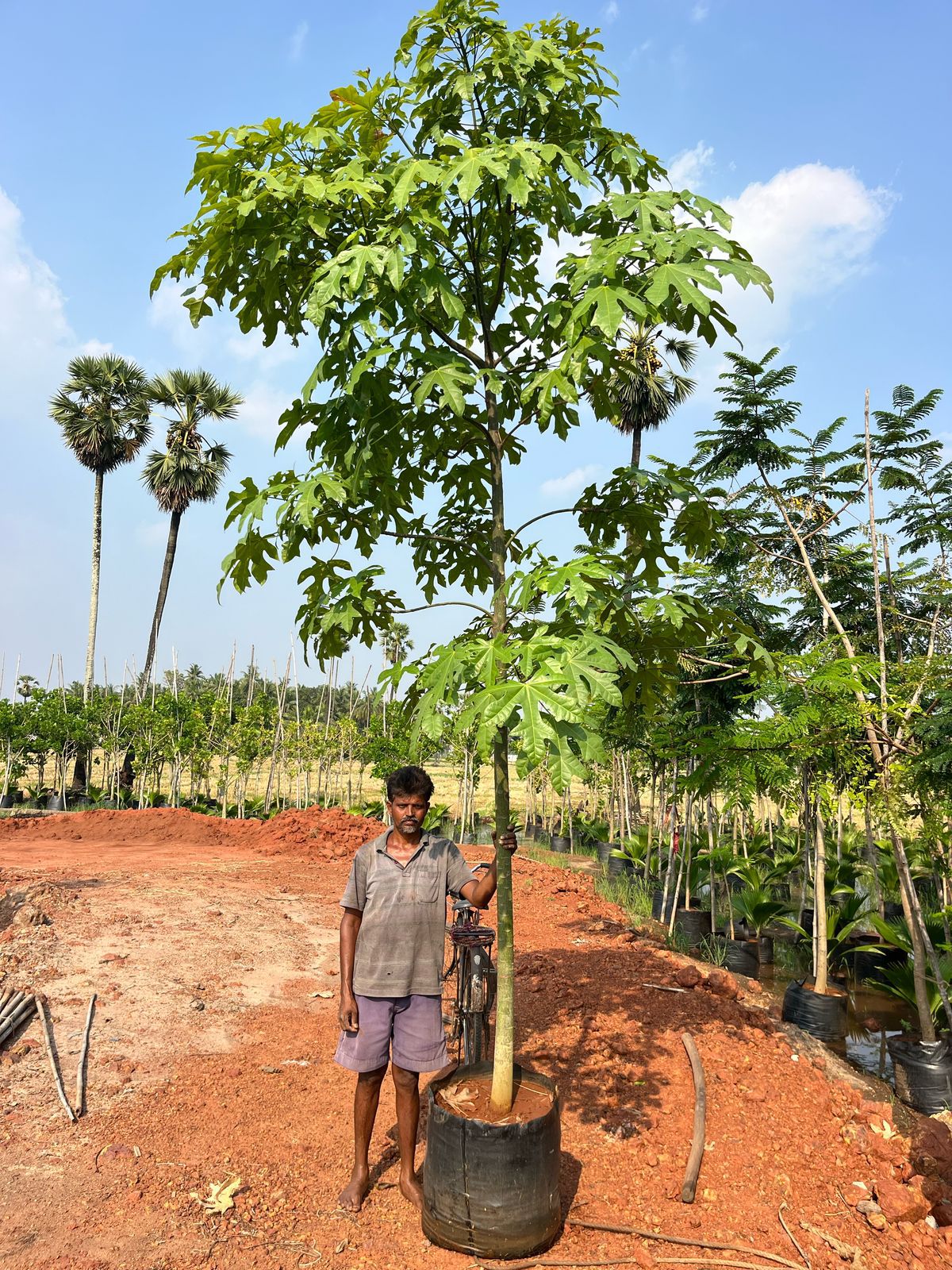 Brachytiton Acerifolius