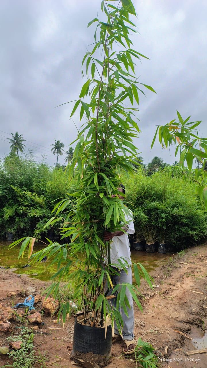 Phyllostachy Nigra(Black Bamboo)