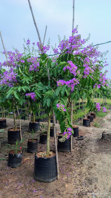 Lagerstromea Speciosa